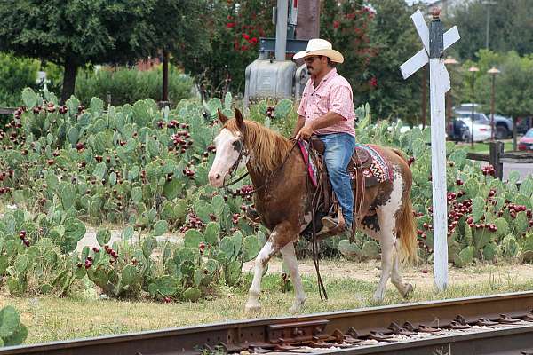 all-around-quarter-horse