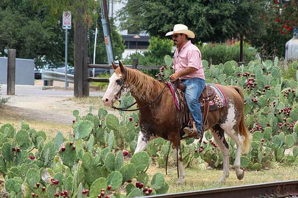 arena-quarter-horse