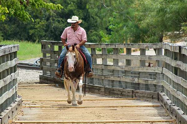 athletic-quarter-horse