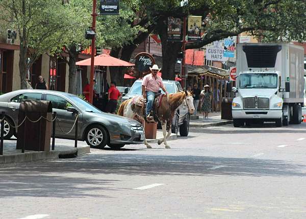 auction-quarter-horse