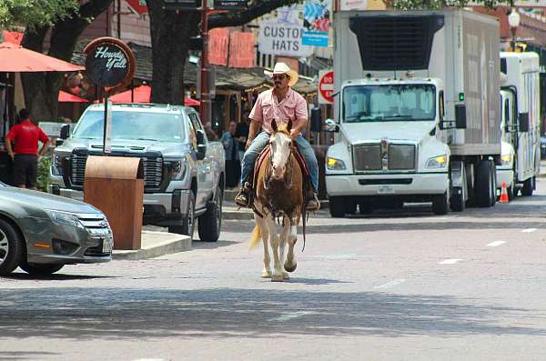 beginner-quarter-horse
