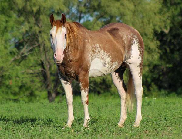 beginner-novice-quarter-horse