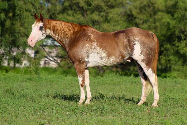 beginner-safe-quarter-horse