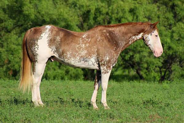 beginner-safe-kid-pony-quarter-horse