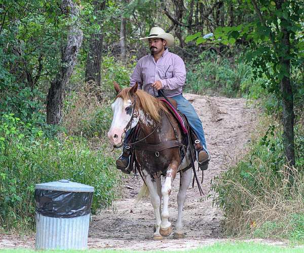 best-quarter-horse
