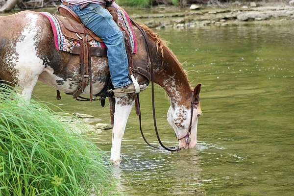 best-friend-quarter-horse