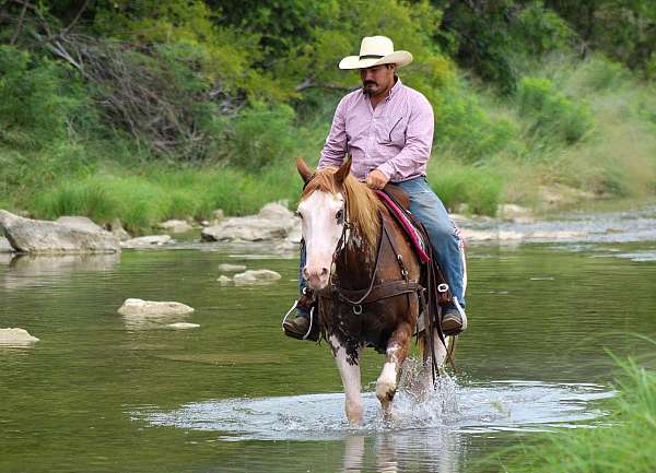 bid-quarter-horse