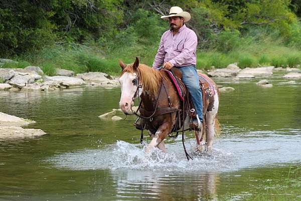 bridle-quarter-horse