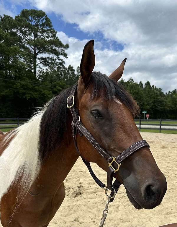 14-hand-quarter-horse-gelding