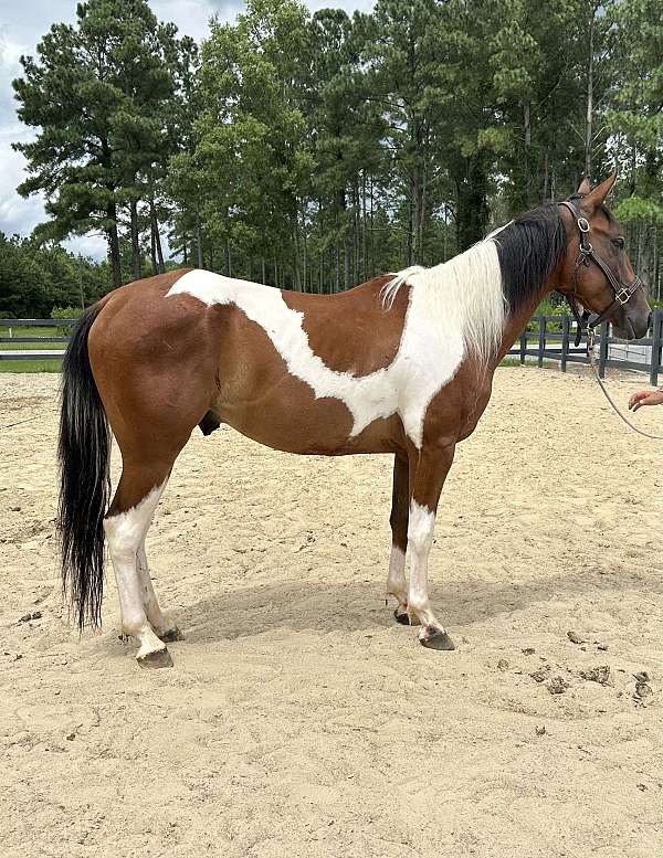 pinto-gelding-for-sale