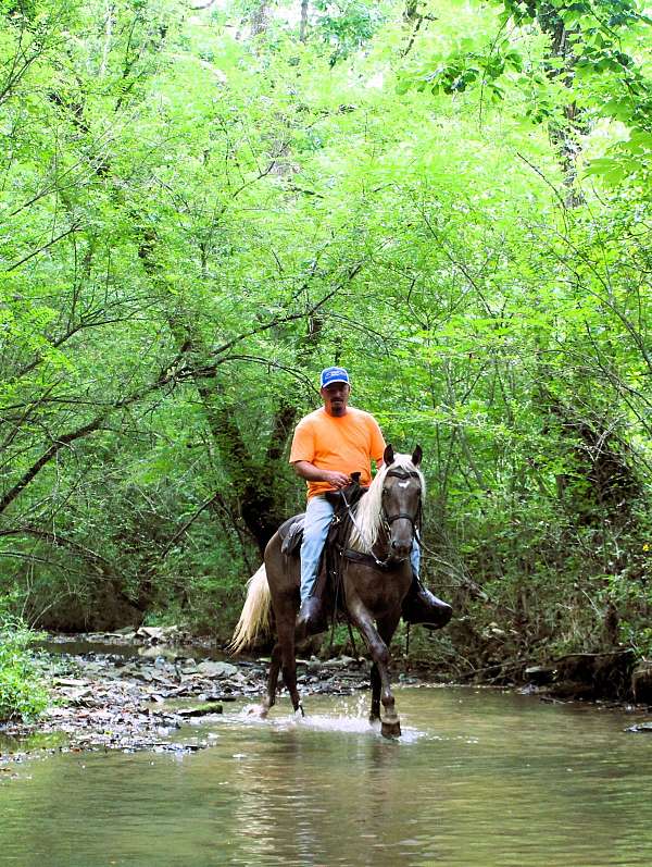 mt-horse-rocky-mountain