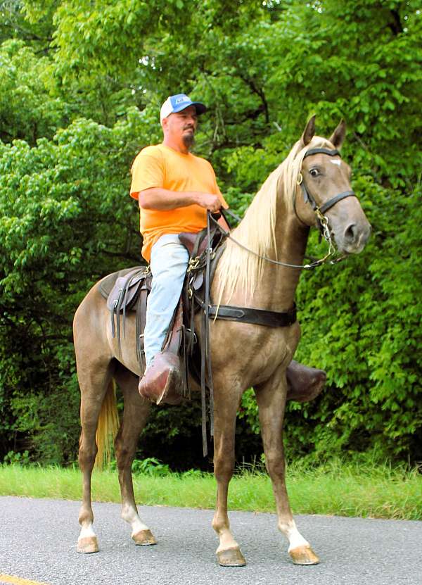 field-trial-horse-rocky-mountain