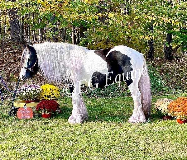 easy-keeper-gypsy-vanner-pony