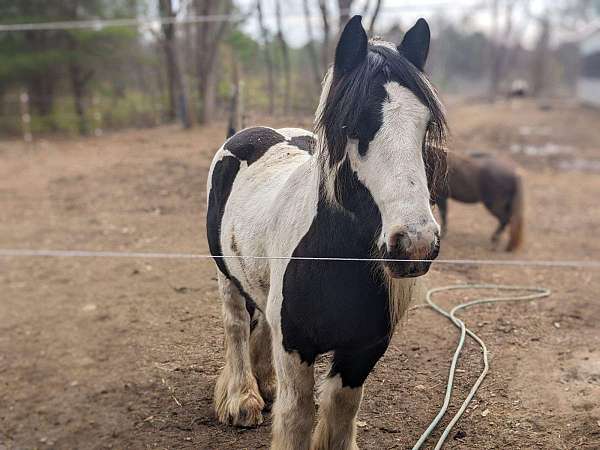 drive-gypsy-vanner-pony