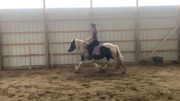 therapy-gypsy-vanner-pony