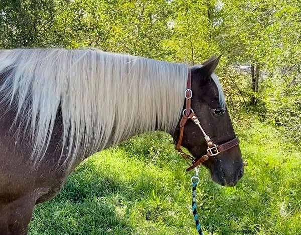 appaloosa-horse
