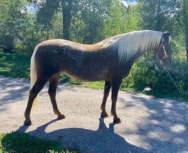 chocolate-appaloosa-horse
