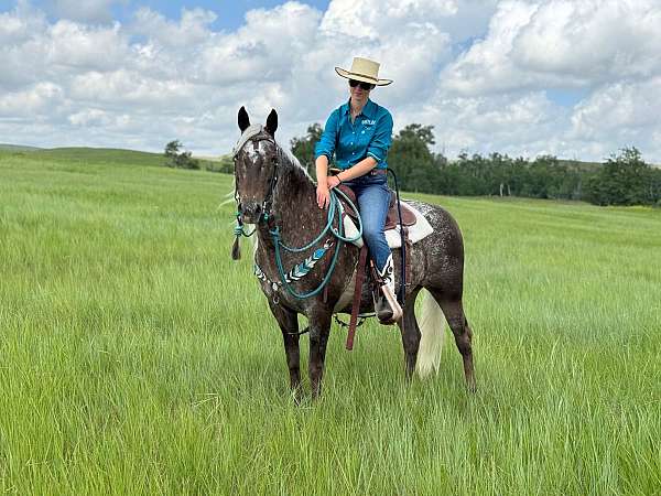 quarter-horse-appaloosa
