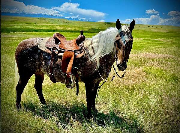 ranch-work-appaloosa-horse