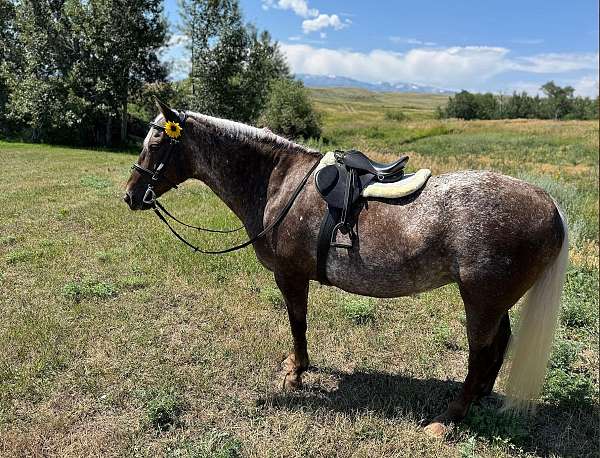 family-horse-appaloosa