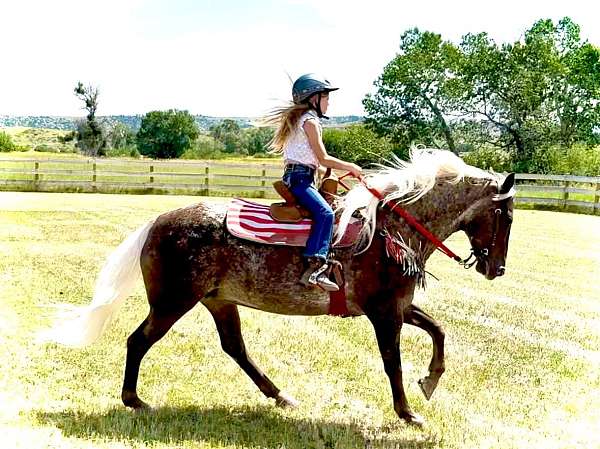 all-around-appaloosa-horse