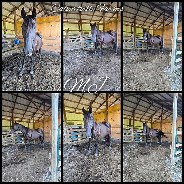 perlino-broodmare-foal-for-sale