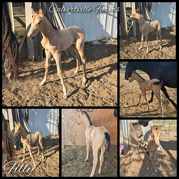 as-is-tennessee-walking-horse