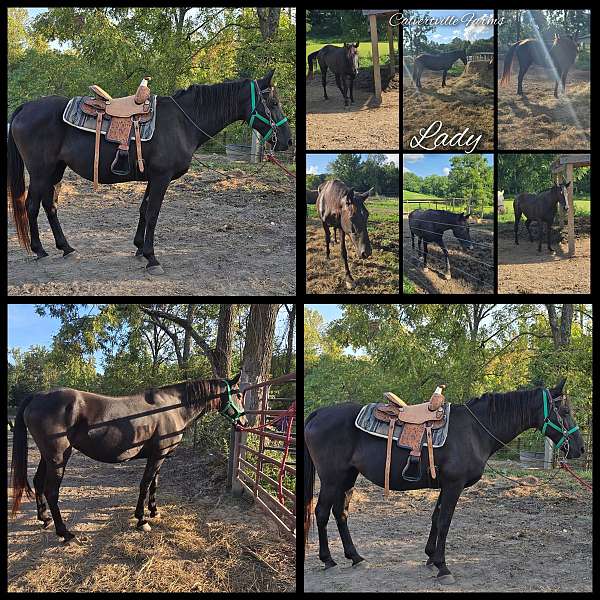 perlino-broodmare-foal