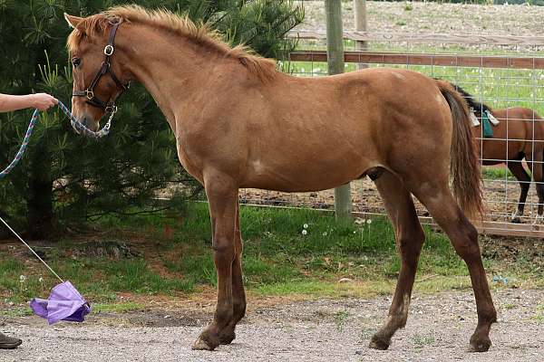dressage-andalusian-horse