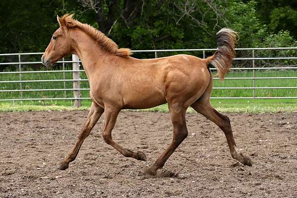 breeding-andalusian-horse