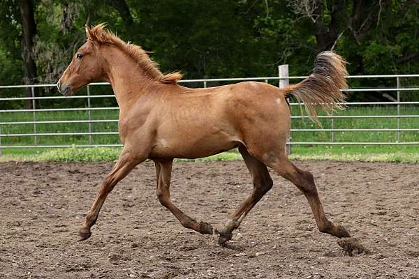 ranch-work-andalusian-horse