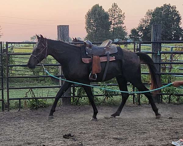 gaited-gelding-tennessee-walker-trail-walking-horse