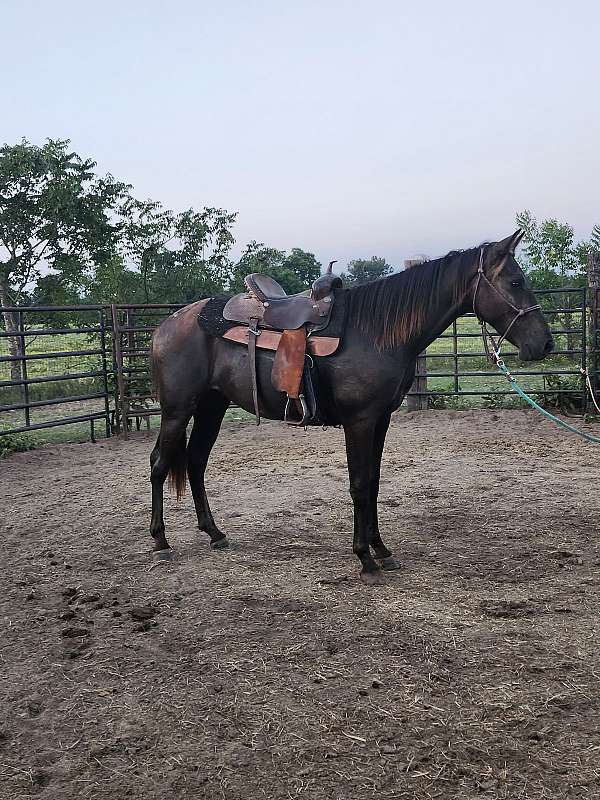 gaited-gelding-tennessee-walker-trail-horse