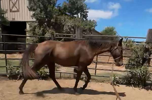 gaited-gelding-tennessee-walker-trail