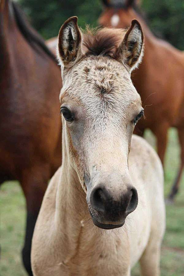 cool-morgan-horse