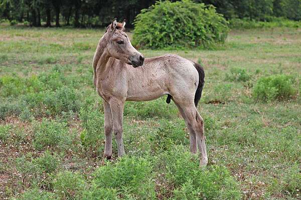 cows-morgan-horse