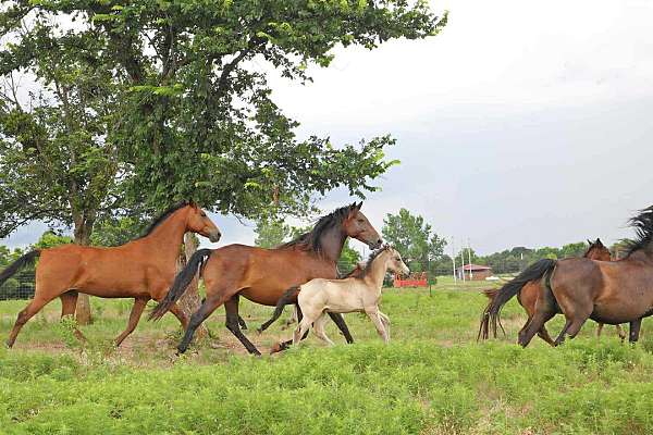 deal-morgan-horse