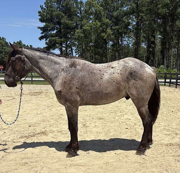 blue-roan-gelding-for-sale