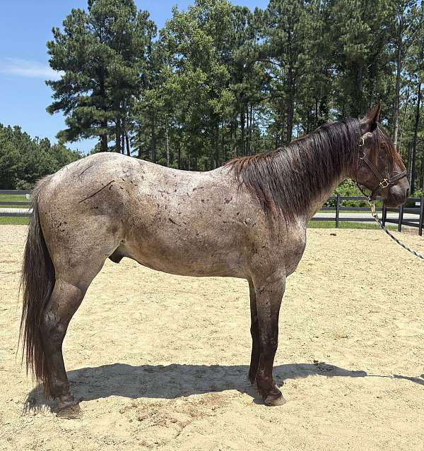blue-roan-draft-gelding