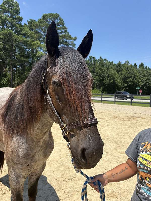16-hand-draft-gelding