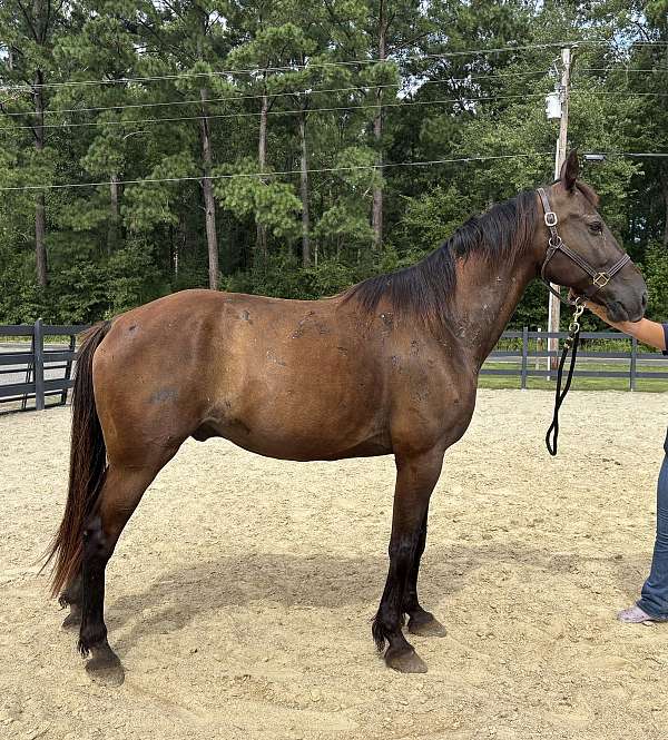 black-gelding-for-sale