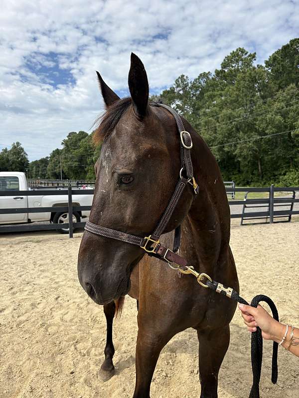 15-hand-quarter-horse-gelding
