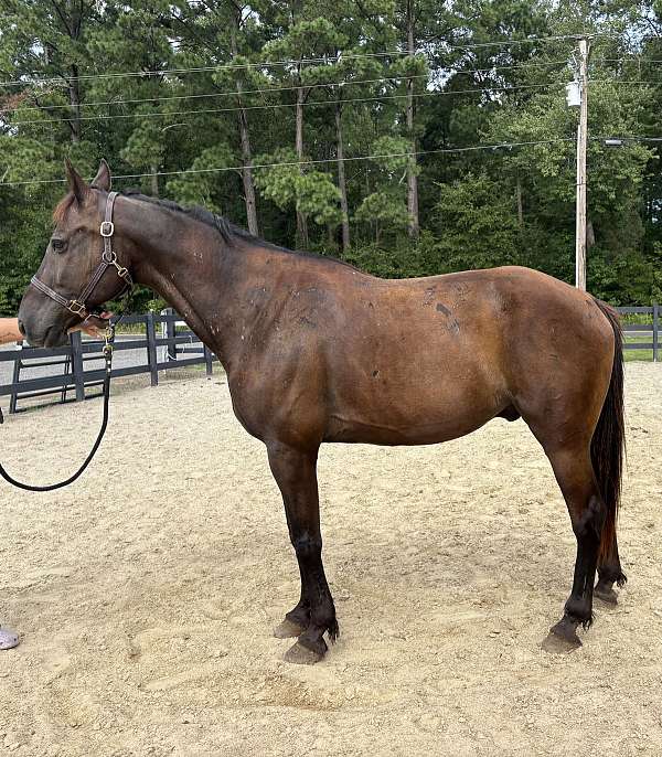 black-quarter-horse-gelding