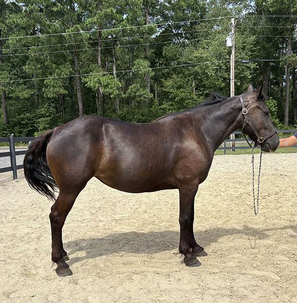 black-mare-for-sale