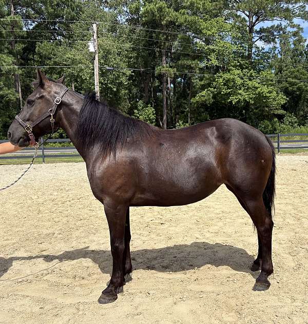 black-draft-mare