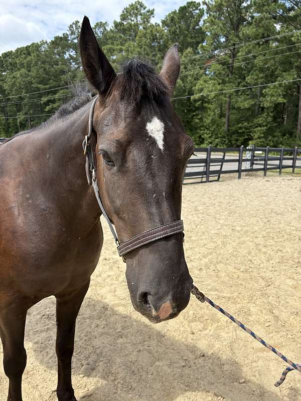 15-hand-draft-mare