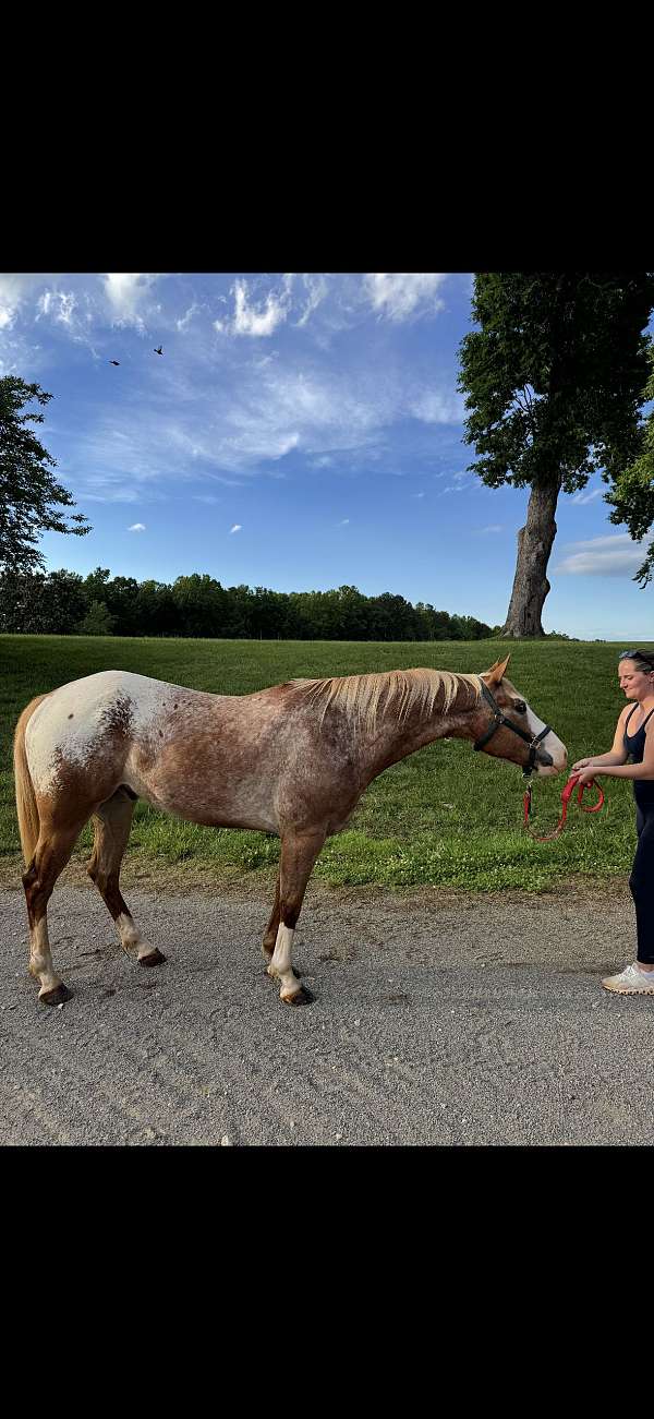 appaloosa-gelding