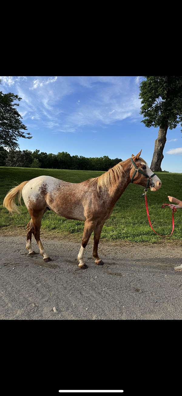 appaloosa-horse-for-sale