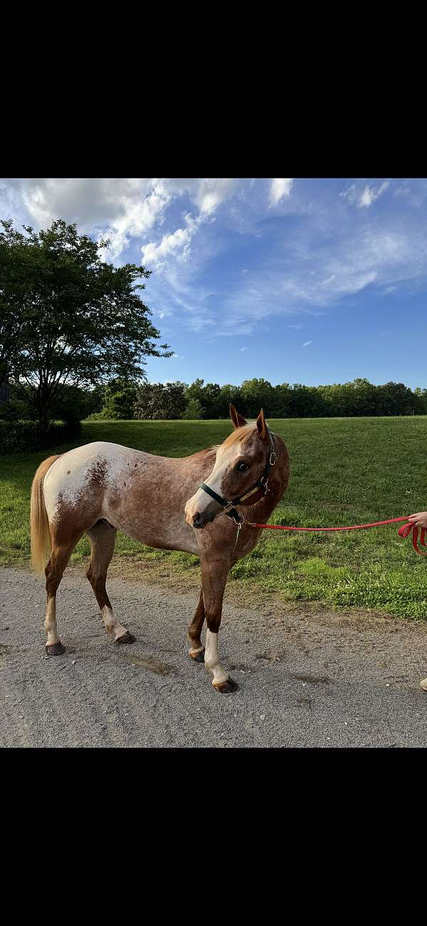 appaloosa-horse