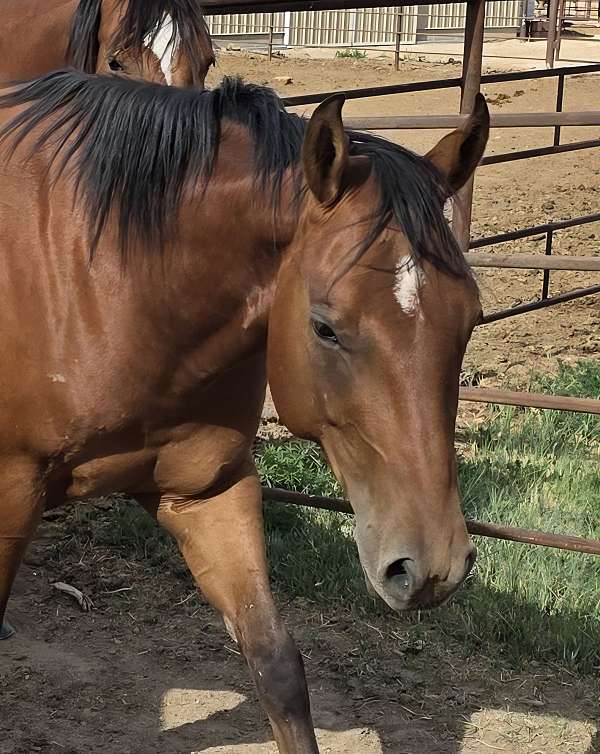 be-aches-enterprise-horse